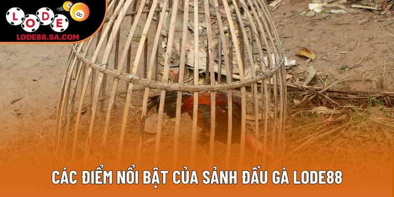 Các điểm nổi bật của sảnh đấu gà lode88 Các điểm nổi bật của sảnh đấu gà lode88