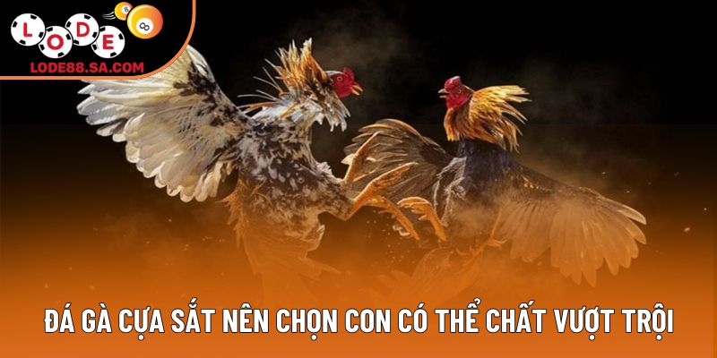 Đá gà cựa sắt nên chọn con có thể chất vượt trội Đá gà cựa sắt nên chọn con có thể chất vượt trội
