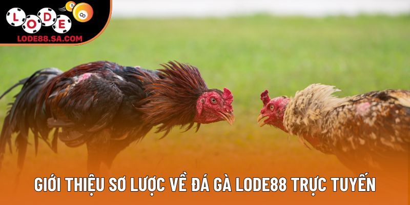 Giới thiệu sơ lược về đá gà lode88 trực tuyến Giới thiệu sơ lược về đá gà lode88 trực tuyến