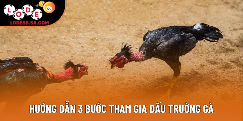Hướng dẫn 3 bước tham gia đấu trường gà Hướng dẫn 3 bước tham gia đấu trường gà