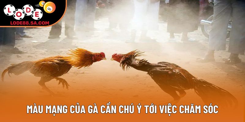 Màu mạng của gà cần chú ý tới việc chăm sóc Màu mạng của gà cần chú ý tới việc chăm sóc