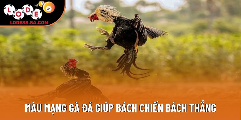 Màu mạng gà đá giúp bách chiến bách thắng Màu mạng gà đá giúp bách chiến bách thắng