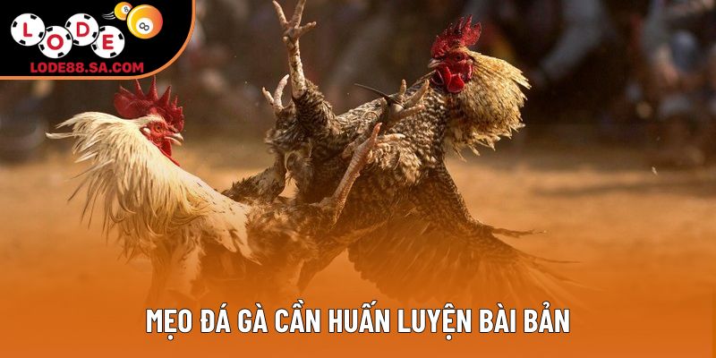 Mẹo đá gà cần huấn luyện bài bản Mẹo đá gà cần huấn luyện bài bản