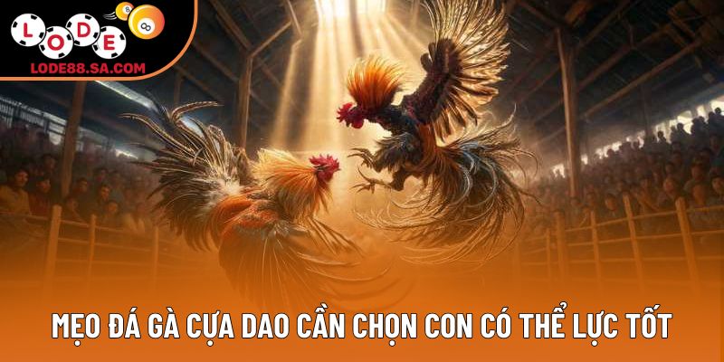 Mẹo đá gà cựa dao cần chọn con có thể lực tốt Mẹo đá gà cựa dao cần chọn con có thể lực tốt