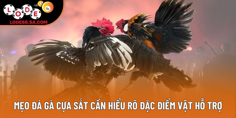 Mẹo đá gà cựa sắt cần hiểu rõ đặc điểm vật hỗ trợ Mẹo đá gà cựa sắt cần hiểu rõ đặc điểm vật hỗ trợ
