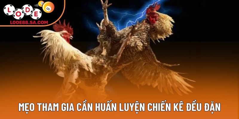 Mẹo tham gia cần huấn luyện chiến kê đều đặn Mẹo tham gia cần huấn luyện chiến kê đều đặn