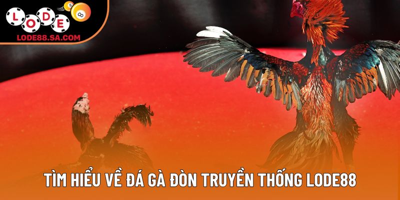 Tìm hiểu về đá gà đòn truyền thống lode88 Tìm hiểu về đá gà đòn truyền thống lode88