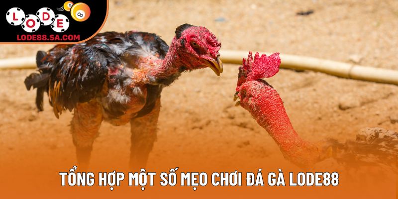 Tổng hợp một số mẹo chơi đá gà lode88 Tổng hợp một số mẹo chơi đá gà lode88